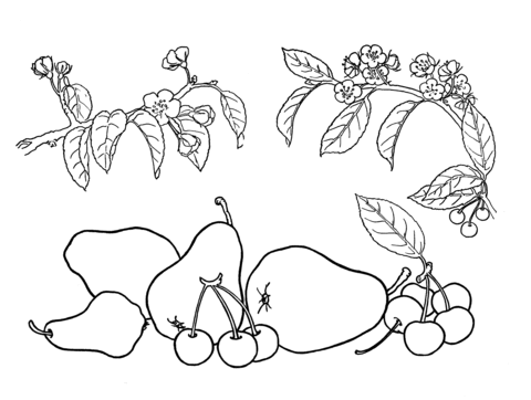 Pears And Cherries  Coloring Page